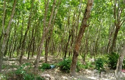 คาเฟ่ซอซุลลา, บ้านโคก, มุกดาหาร, 49000 ประเทศไทย, มุกดาหาร,