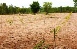 ทางหลวงชนบท มห. 5004, บางทรายน้อย, หว้านใหญ่, มุกดาหาร, 49150 ประเทศไทย, หว้านใหญ่,