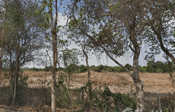 บ.หนองชะอม, ถนน สุวรรณศร, โคกไม้ลาย, ปราจีนบุรี, 25230 ประเทศไทย, ปราจีนบุรี,