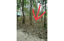 สุนทรภู่, อำเภอแกลง, จังหวัดระยอง, ประเทศไทย, แกลง,