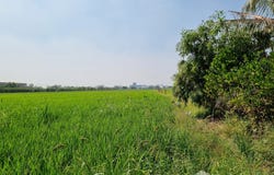 ถนน คลองหลวง-เชียงราก, คลองสอง, คลองหลวง, ปทุมธานี, 12120 ประเทศไทย, คลองหลวง,
