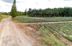 Bio Pellet Fertilizer Producer Group Village No 6, ศาลาลัย, สามร้อยยอด, ประจวบคีรีขันธ์, 77180 ประเทศไทย, สามร้อยยอด,