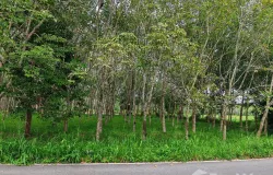 ซอย น้ำพุออก-ทุ่งทิศพรหม, ไชยมนตรี, นครศรีธรรมราช, 80000 ประเทศไทย, นครศรีธรรมราช,