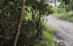 Penonome, Cocle,
