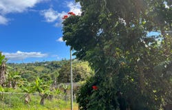 Lot 7 PR 156, Comerio, Comerio, 00782