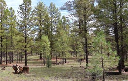 Rhyolite Road lot: 44, Grants, NM 87020