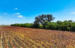 FM 621, Martindale, TX 78655