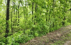 Thomas Road, Norwood, MO 65717