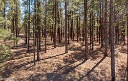County Road 2325, Alpine, AZ 85920