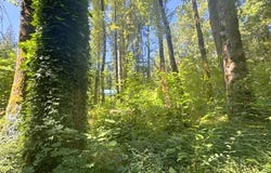 65425 E TIMBERLINE Dr, Rhododendron, OR 97049