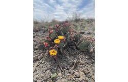 40 Cedar Springs, Terlingua, TX 79852