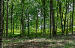 31 Holmes Road, Roxbury, CT 06783