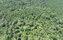 Hwy 463, Hineston, LA 71438