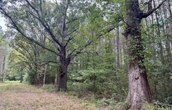 Yandell Road, Madison, MS 39110