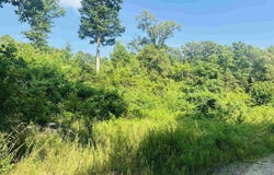 00 Geier W 14 Highway, Mountain View, AR 72560