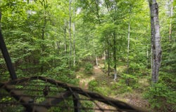 46.61+/- Acres County Road 51, Greensboro, AL 36744