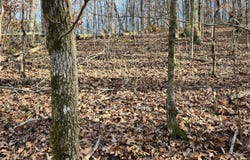 Rector Road lot: 11.5 Ac, Jasper, TN 37347