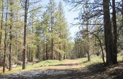 Partin lot: 3, Beatty, OR 97621