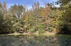 Madison 5540, Elkins, AR 72727