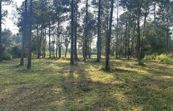 New Hope Rd, Sandy Hook, MS 39478