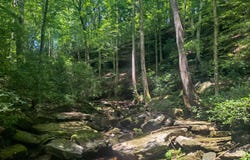 TOMMY MCGOUGH Rd, Carbon Hill, AL 35549