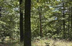 Vista View Pl, Hot Springs, AR 71901