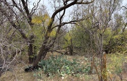 Jefferson St, Loraine, TX 79532