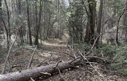 Dandelion Drive, Shingletown, CA 96088