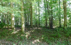 Cherry Wood Lane lot: 7, Terra Alta, WV 26764