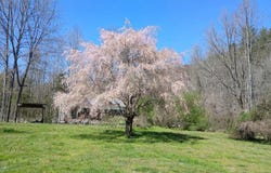 1223 Rocky Flats Rd, Cosby, TN 37722