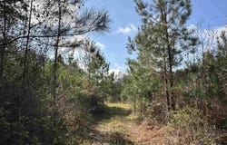Snider Rd lot: A1, Frisco City, AL 36445