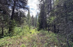768 Deep Woods Trail, Polebridge, MT 59928