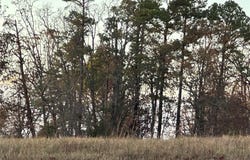 PUMPSTATION Road, Rosebud, MO 63091