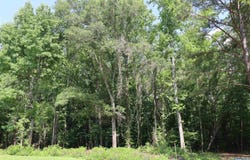 4.9 Acres Bob Jones Road, Scottsboro, AL 35768