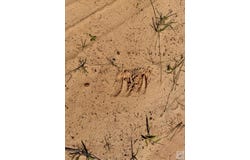 Fm 125, McLeod, TX 75565
