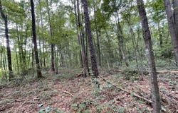 Eastside Drive, Newton, MS 39345