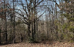 Highway 289 Street, Mammoth Spring, AR 72554