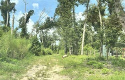 NW W SOUTH DRIVE, Mayo, FL 32066