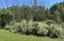 HILLCREST Drive, ONEIDA, WI 54155