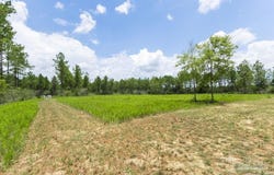 8822 Naturewalk Dr, Jay, FL 32565