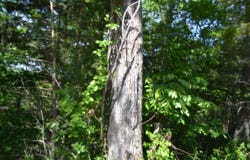 7.50ac Beauchamp Rd, Burkesville, KY 42717