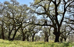 FM 521 TX, Angleton, TX 77515