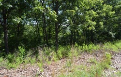 Cliffside Drive lot: 12, Galena, MO 65656