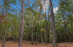 Co Rd 359, Maplesville, AL 36750