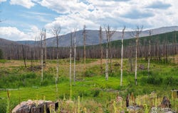 529 Quartz Rd, Bellvue, CO 80512