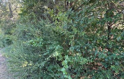 Robin Run lot: 9, Bastrop, TX 78602