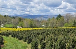 Rabbit Fork Rd lot: 0, Troutdale, VA 24378