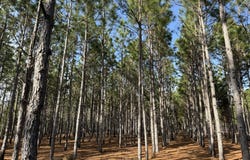 014 Hwy 45, Plains, GA 31780