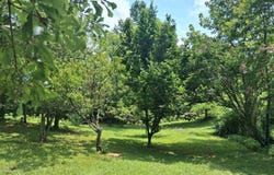 117 TABLEE LANE, ASHLAND, AL 36251