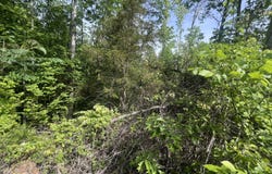 Big Hollow Rd, Monroe, TN 38573